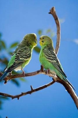 Read online Two Lovebirds Journal: 150 Page Lined Notebook/Diary - NOT A BOOK | PDF