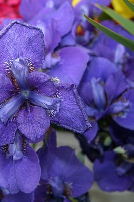 Read online Journal Flowers Pretty Purple Iris: (Notebook, Diary, Blank Book) - NOT A BOOK file in PDF